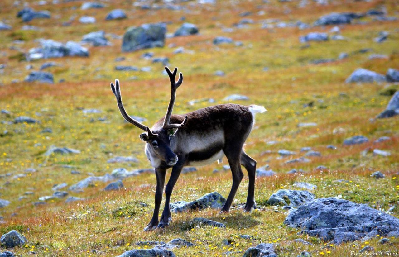 Hotel Jotunheimen Arctic Domes Beitostolen Exterior foto